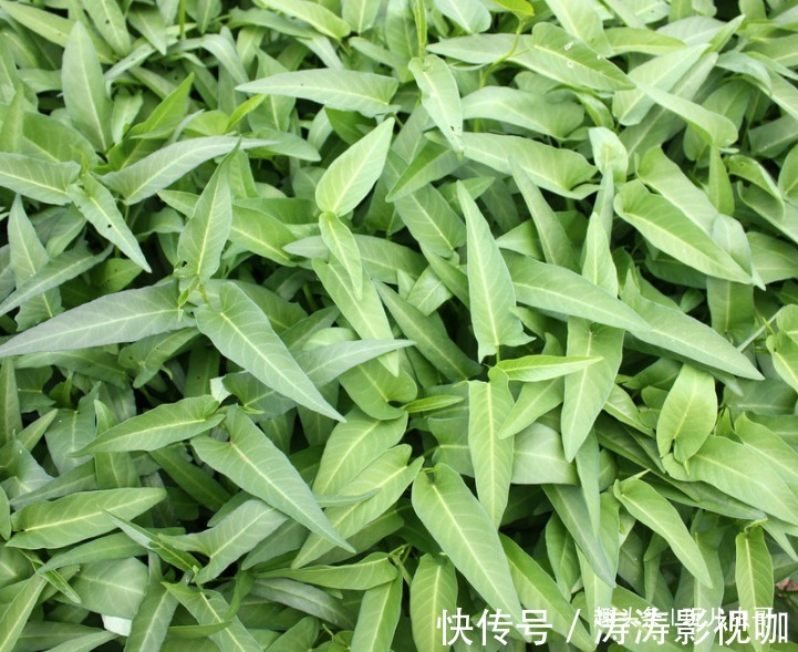 碱性食物|空心菜健肤美容,凉血排毒,掌握生长特性,种出优质绿色空心菜来