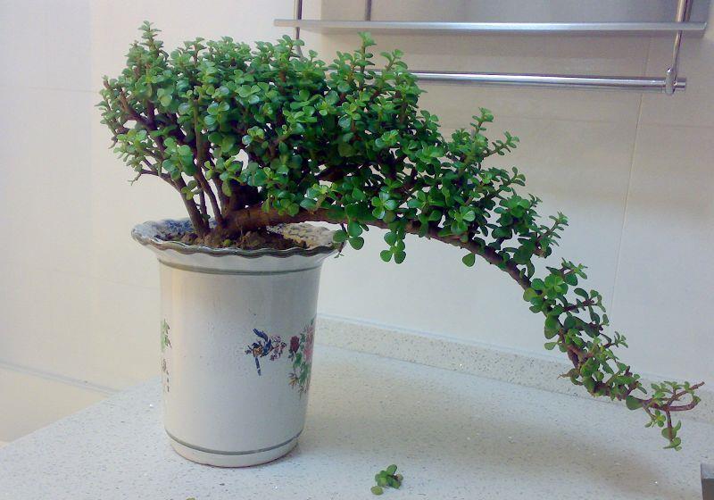 扦插一根枝,修修剪剪,一年长成“悬崖桩”,价值翻几倍