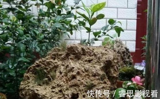 切割|原来石头、空酒瓶养花,不是“凑合”,而是“创意”啊!