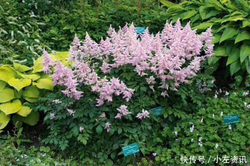 此花开花漂亮,好养又浪漫,养一盆年年有花赏