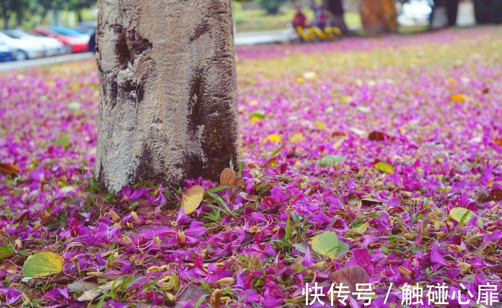 竹石@唐诗、宋诗之外,水平最高的格律诗是哪5首?并进行排名