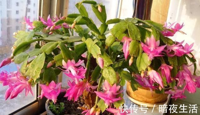蟹爪兰|给蟹爪兰浇水,没抓住“关键点”,蟹爪兰养不好,浇了也“白浇”