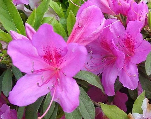 养花养个好看的毛鹃,想要养好开花爆盆,这四点是不能忽略的