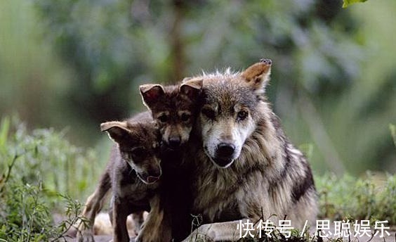 婴儿|母狼送给猎户个婴儿,猎户好心抚养20年,婴儿长大后发大财