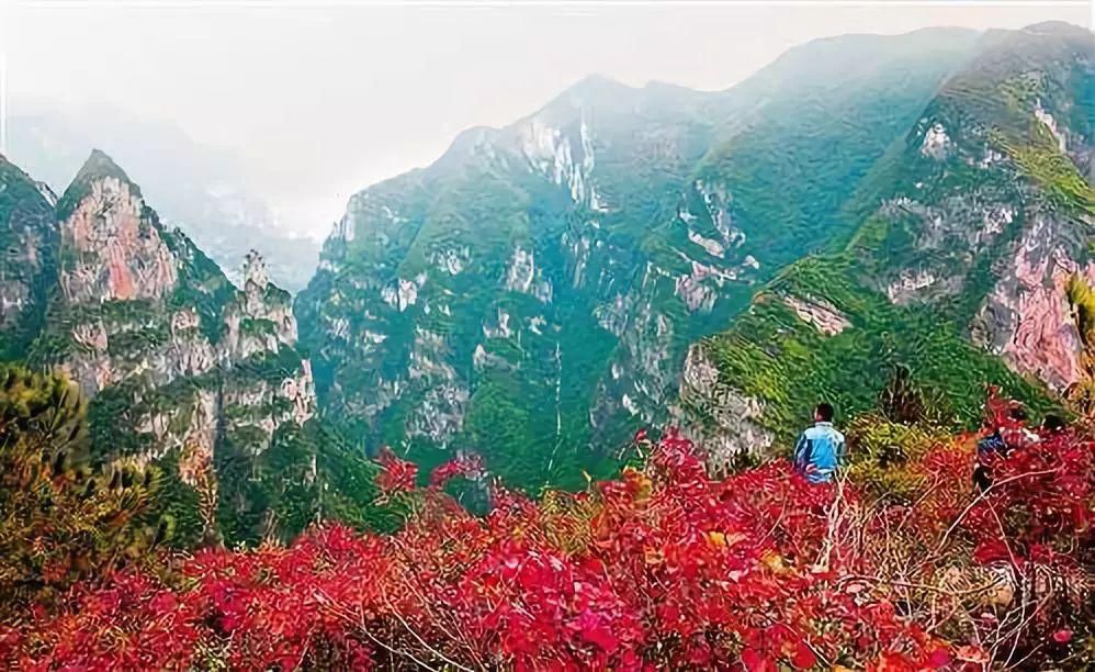  摄影王忠虎|红叶红遍山，巫山等你来！