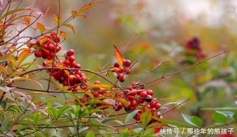 在大山里看到这种“果子”,记得赶紧扔掉,它可是含有“剧毒”