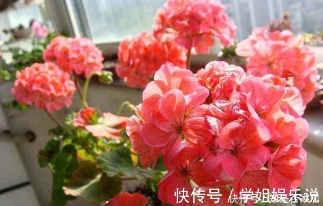 阳台上|这花花期长又漂亮，一个扦插小窍门，十天生根，轻松爆盆开成花球