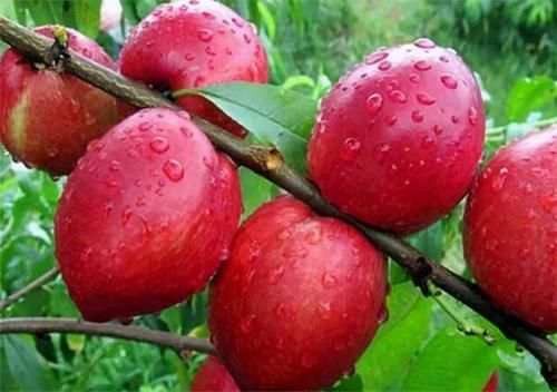 小王|女人愛美常吃3種食物，堅(jiān)持每天吃一些，排毒養(yǎng)顏，滋潤(rùn)肌膚