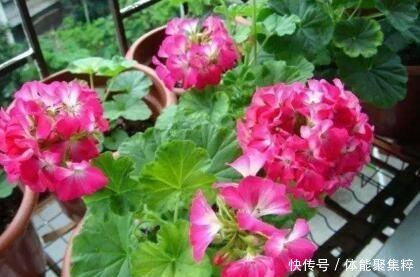 春天,养这“8种花”,一年“300多天”有花看,美死了!