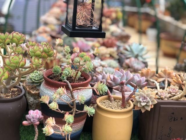 多肉养徒了现在赶紧剪1剪,秋天变成“小胖墩”