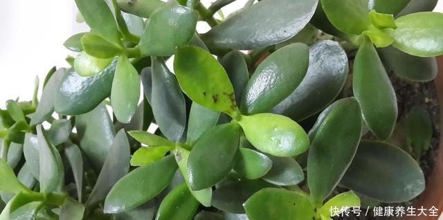 养玉树靠4步,秋日做对了,轻轻松松养出耐活老桩!