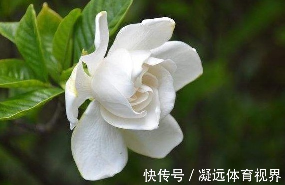 适合新手养的阳台精品花卉有哪些,装扮你的阳台,还能花香十里