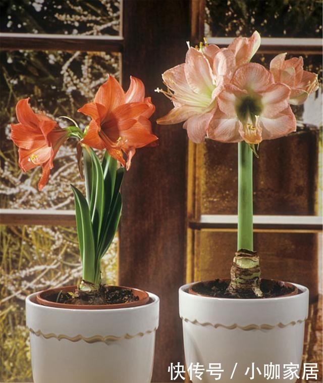 花草|冬季养花,晨起少做4件事,花草或会“感激”你