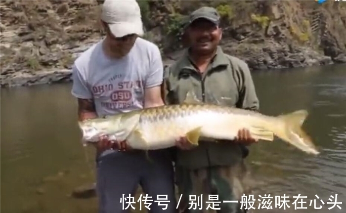 鲤鱼|长得像金黄色的鲤鱼,但鱼鳞片比较粗大,认出是什么鱼不?