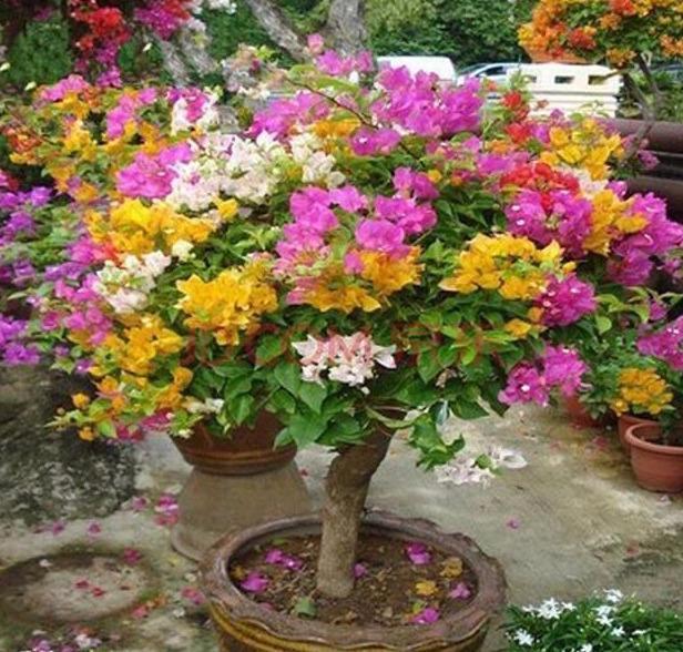 三角梅“老树桩”，嫁接注意4点，易成活，开出“五颜六色”花