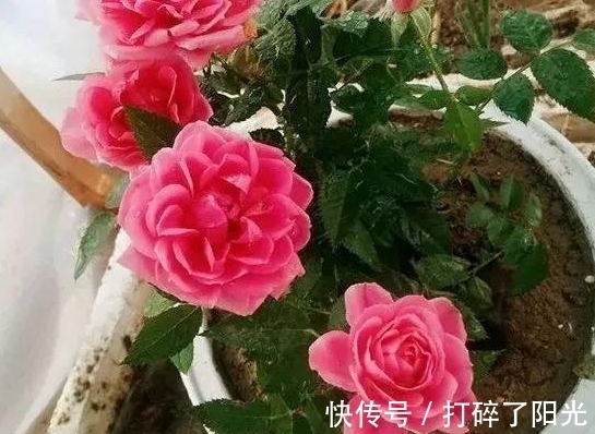 喷洒|快立春了,家里花草养得多就多备点它们,防范病虫害