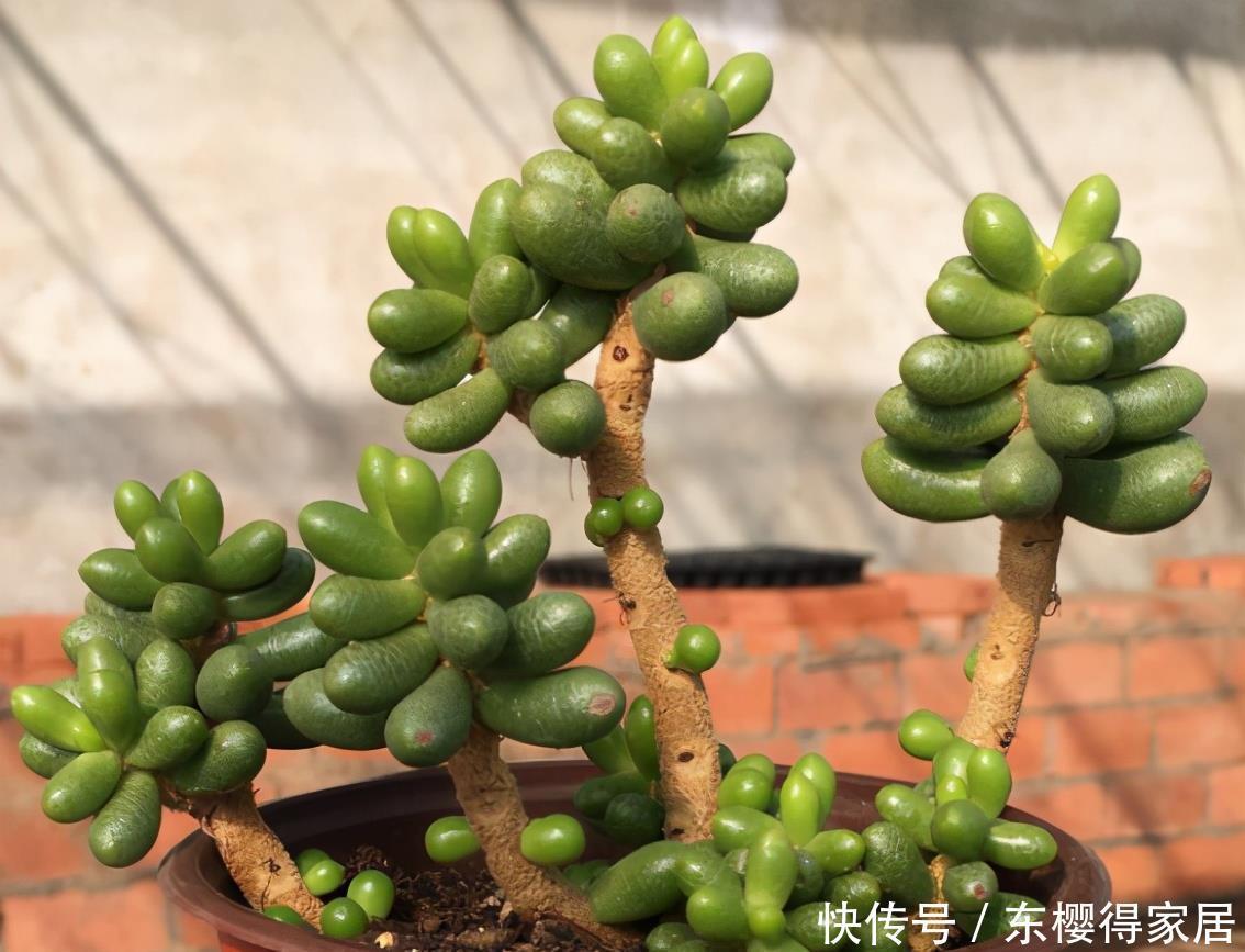 多肉老桩根系长满不想换盆？教你一招“断根法”，两个月长满新根