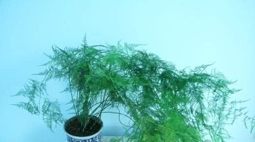 给文竹浇水时加点“料”,一“窜”2米高,10年不黄叶