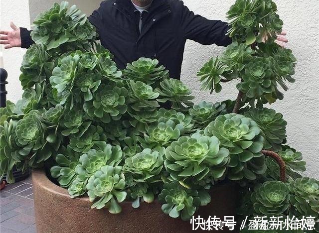 老桩|相见恨晚的多肉爆盆法，试一次爆一盆，赶紧用一用！