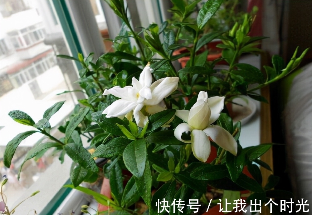 栀子花真难养？避开“3不要”，挤满大花苞，冬天也开爆