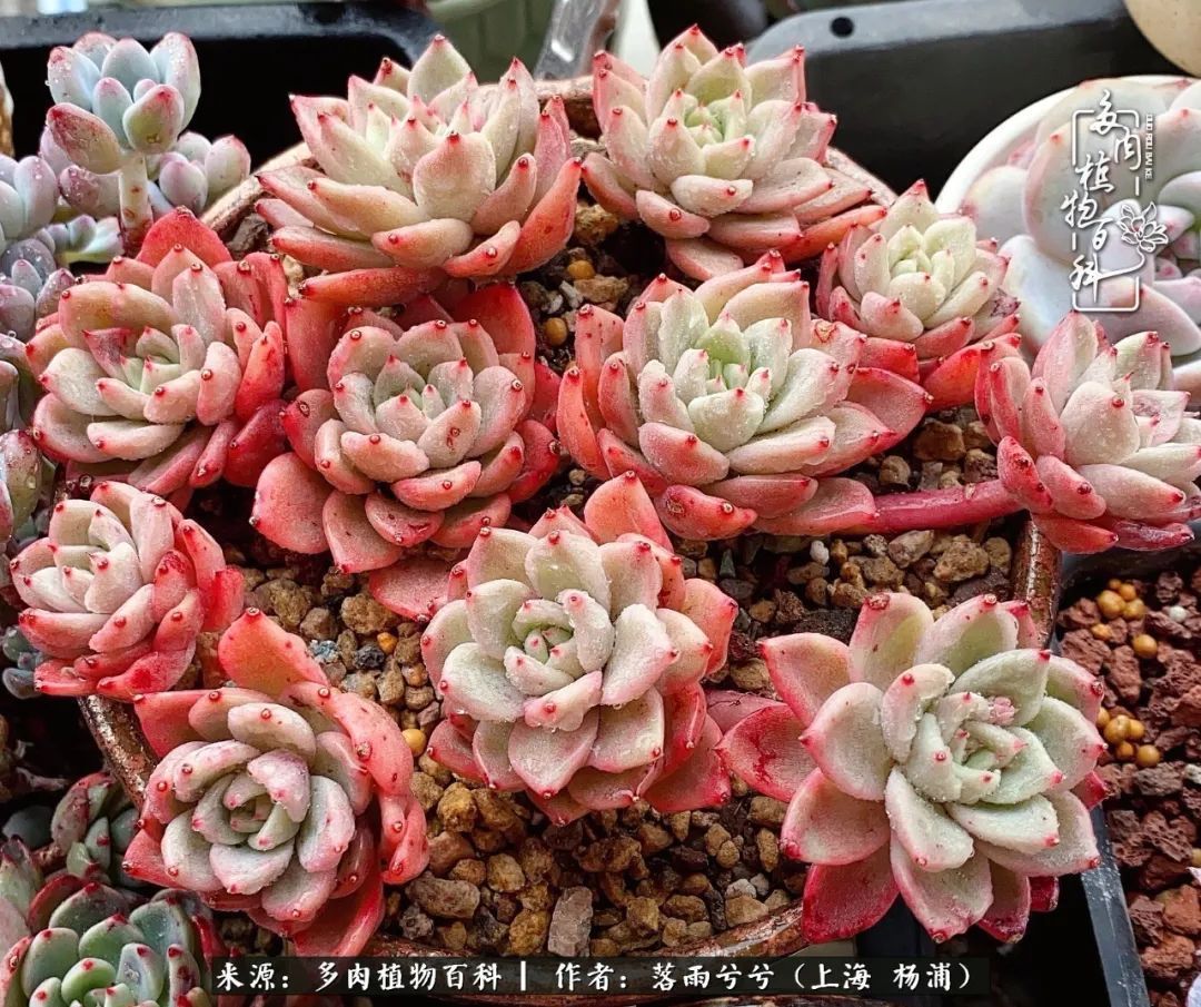 入坑7年多,从菜色到全状态,包邮区的多肉一样可以很美!