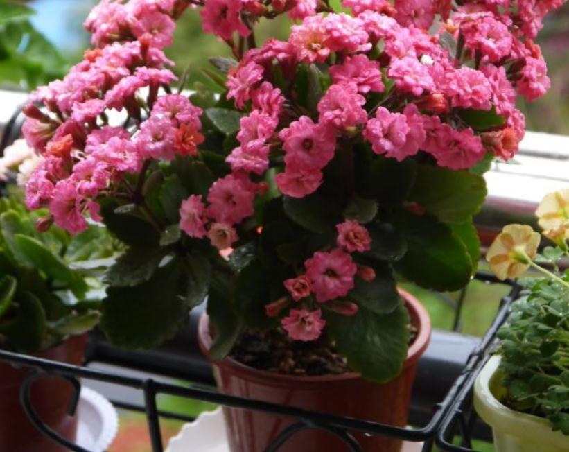 值得室内盆栽的4款植物，于风水有益，还好养又漂亮