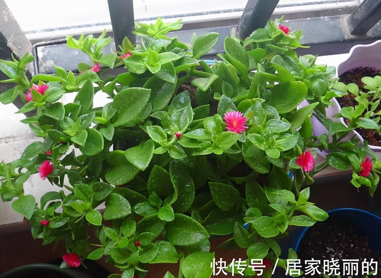 人养花,花亦养人!3种漂亮的花,建议养一些,能吃能看还能养人