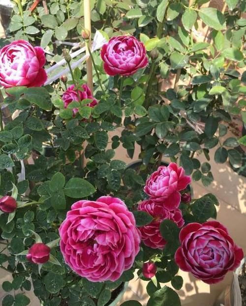  花色|最“妖艳”的月季，花色珍稀，勤花丰花，香味持久，让人无法拒绝