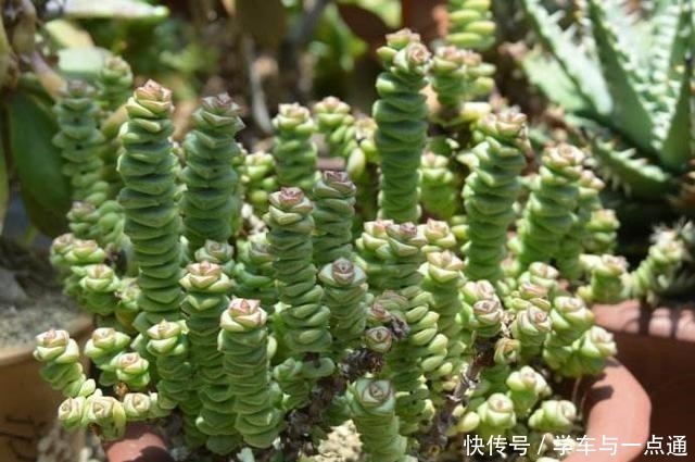 品种|数以万计的多肉,知道这四大类,你就是多肉词典!