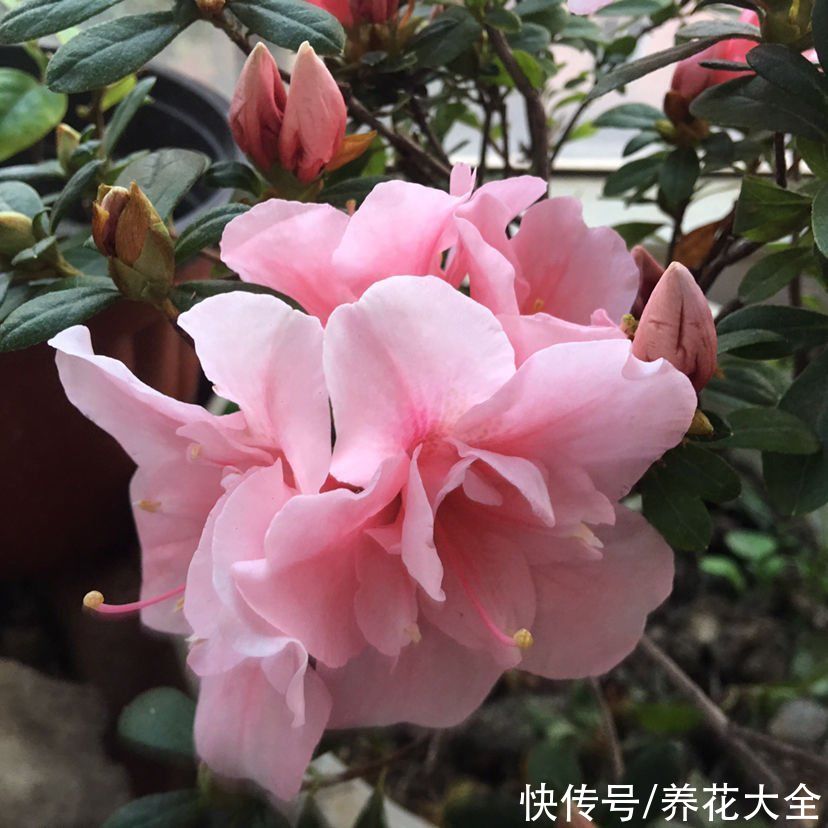 家里面养6种守家树，开花红红火火，一年到尾都有好兆头