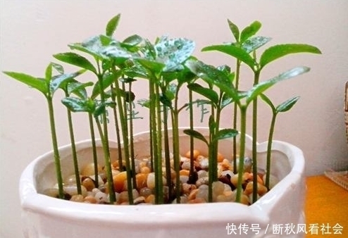 苞衣|这几种水果吃完先别扔!放盆里泡7天就发芽,一个月左右美不胜收