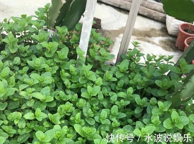 薄荷花|卫生间、浴室异味大咋办别再喷洒香水遮掩,放上它们就够了