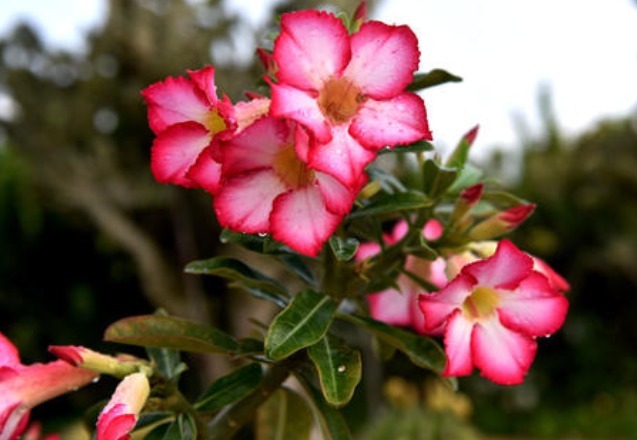 沙漠玫瑰如何养教你3个养护妙招,花开满枝头,花色艳丽