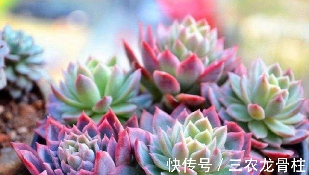 花儿谷|多肉植物这样换盆, 没有养不好的肉肉!