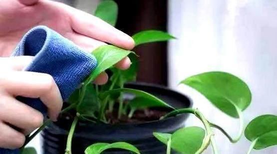 绿萝茉莉……夏天这么养,跟打激素一样疯长不停