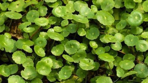 治疗|农村有一种草叫金钱草,是治疗结石常用草药,还可用于跌打损伤