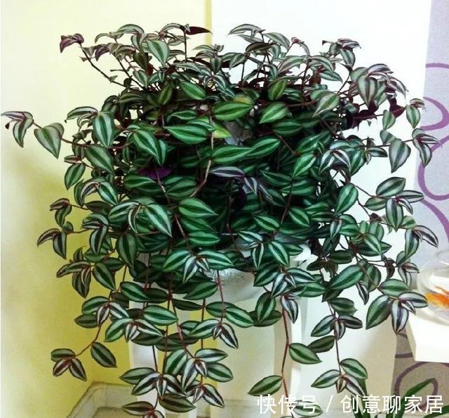 插土就能活!大半个月不用浇水,繁殖掐枝就能活,适合懒人