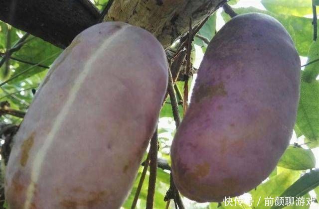 它是一种野果,农村人说很好吃,而城市人却不敢吃