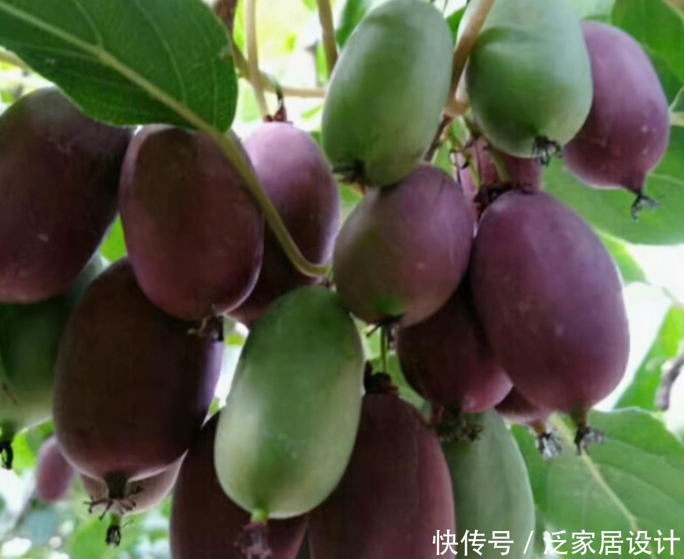 院子别只养花，栽些果树，好看好养活，家有院子的福音