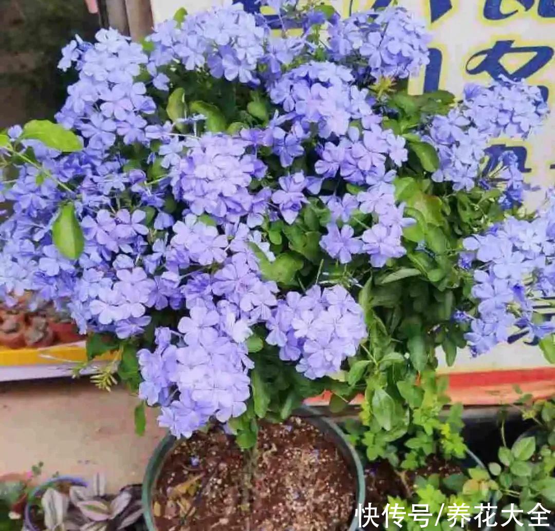 耐旱|10种“养不死”的花，绿萝只能排最后一名，养死3种以上的举手