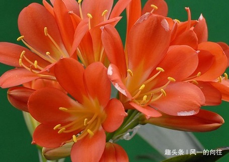 家养君子兰总是难开花做好这三个细节，轻松花开爆满盆