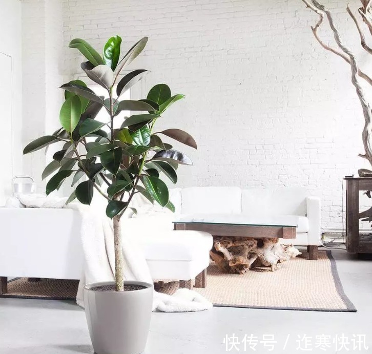 净化|6种健康花，适合室内养，能净化空气，寓意好，高档大气很舒心