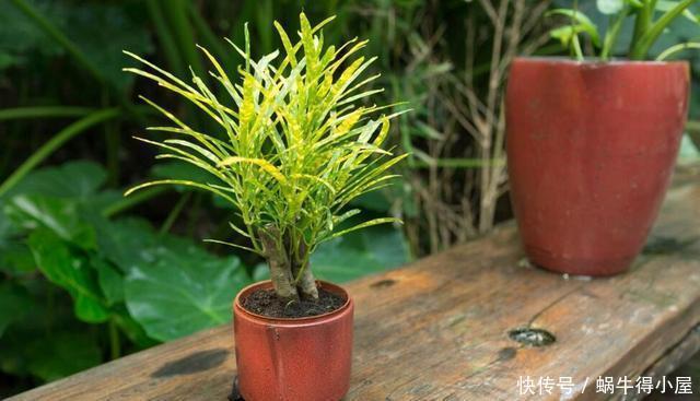 时间|换盆容易死?做到几点放心大胆换