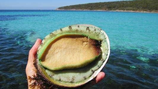 世界十大名贵海鲜前五都是谁一看都眼熟，但你又知道有多贵吗