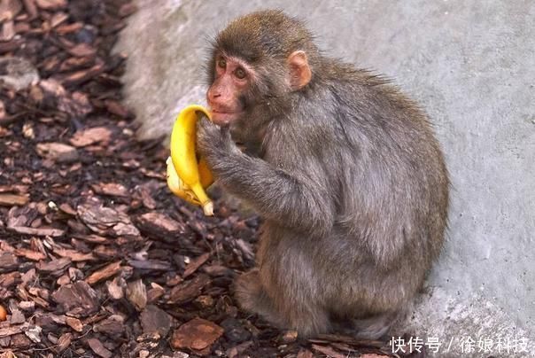 金猴|80年生肖猴过了40岁，一定要花一分钟好好看看，一切都是定数