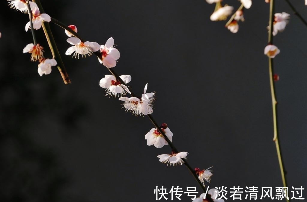 李桃&诗人郑谷一首梅花七律,芬芳盈袖,妍胜李桃,离情别绪,魂断楚桥