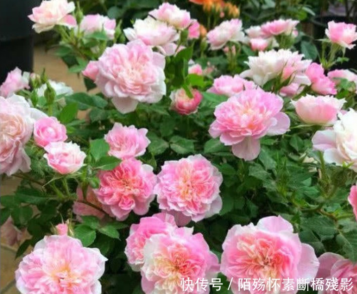 3种花高贵优雅,看了就让人沉醉,花色鲜艳,美丽动人