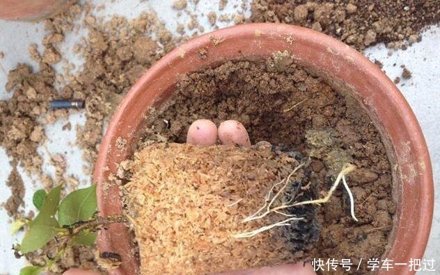 养花土不用买,3种料放在花盆下,就是花卉万能土,养啥旺啥!