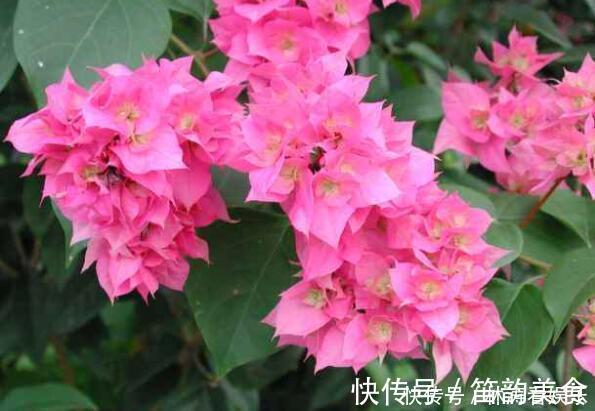 剪发|三角梅不开花教你“3法”，给它“摘心剪发”，年年开花爆满盆