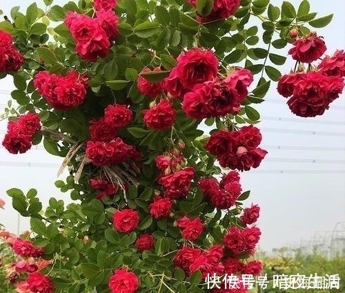 红木香|我国最香的花，插土就能活，好看又好养，一年能开180天